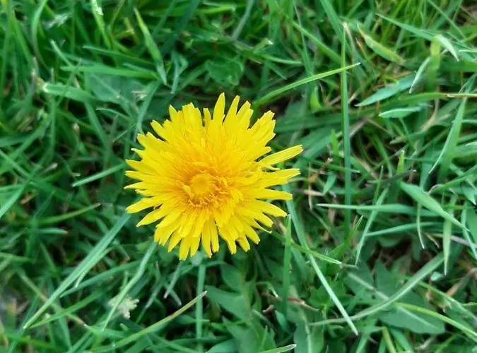 Le Cezembre La Taniere Appartement